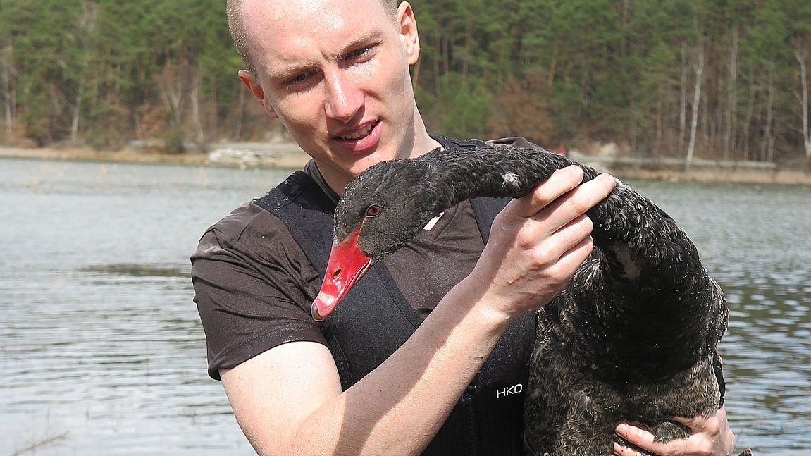 Na rybníku Košinář chytili černou labuť